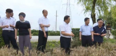 高陵区区长邹晓刚调研“三夏”工作