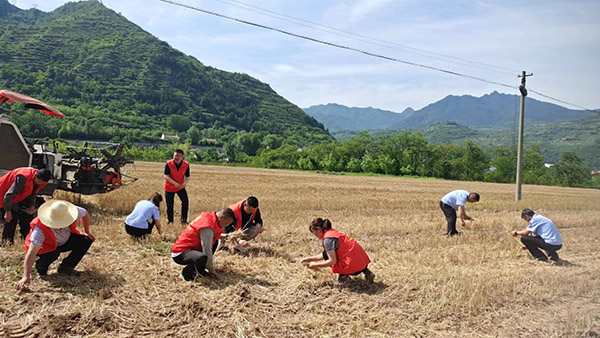 宝鸡市凤县：党员干部下沉地头抢收抢晒保归仓