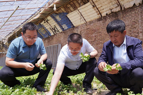 <b>横山区塔湾镇：芦河畔的“菜篮子”</b>
