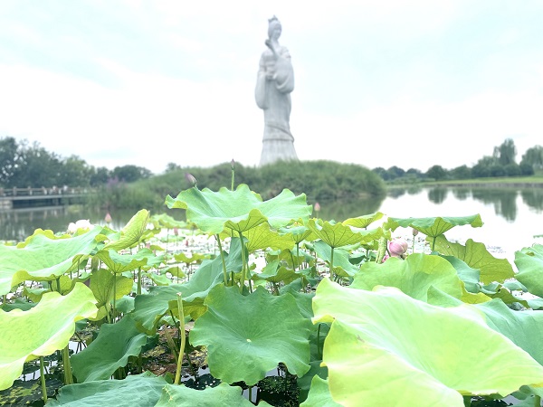 <b>汉中市天汉湿地公园汉水女神脚下荷花惹人醉</b>