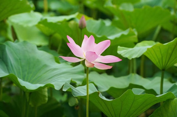 <b>2023陕西丹凤棣花荷花节开幕</b>