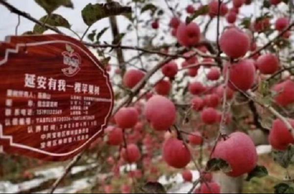 <b>腾讯公益携手“延安有我一棵苹果树”品牌 助力延安苹果产业发展</b>