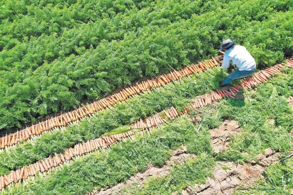 <b>走进乡村看振兴—靖边县萝卜漂洋过海创外汇</b>
