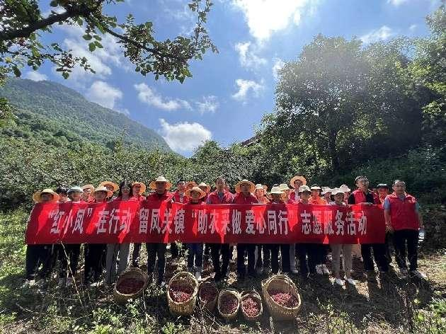 凤县留凤关镇“红小凤”在行动——“助农采椒 爱心同行”