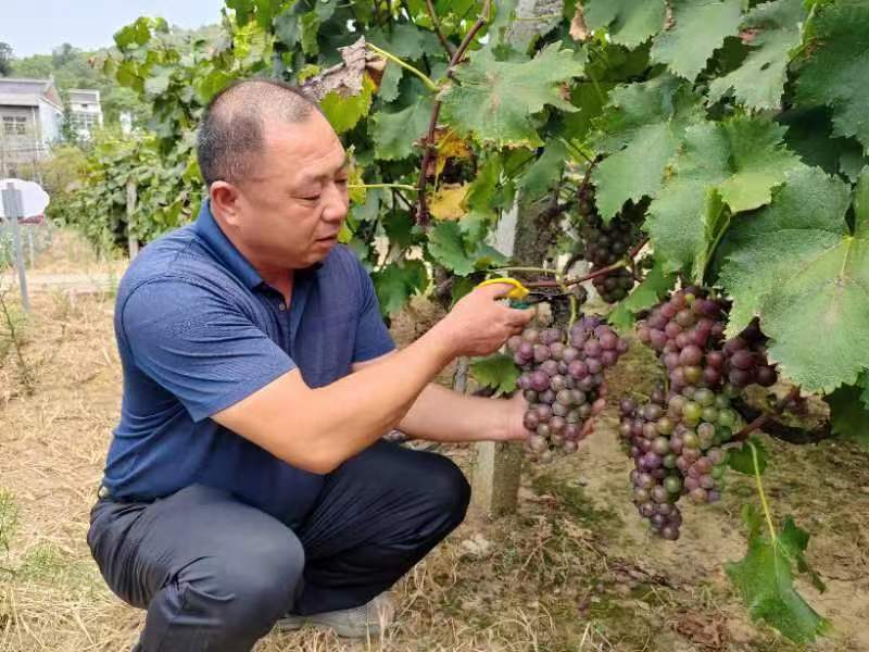 <b>商洛市商州区夜村镇：产业促增收 奏响振兴曲</b>