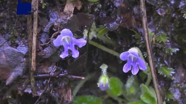 <b>汉中市洋县：首批野外回归的濒危植物秦岭石蝴蝶开花</b>