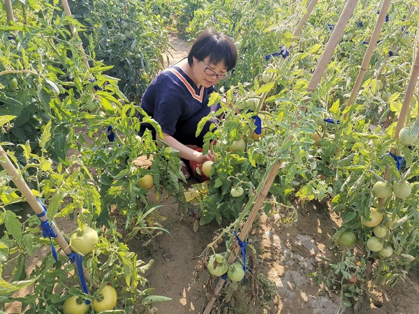 <b>府谷县：搬迁群众过得好 爱心菜园少不了</b>