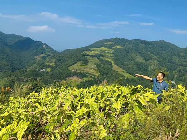 <b>“黄金叶”铺就汉滨区早阳镇高山村产业振兴路</b>