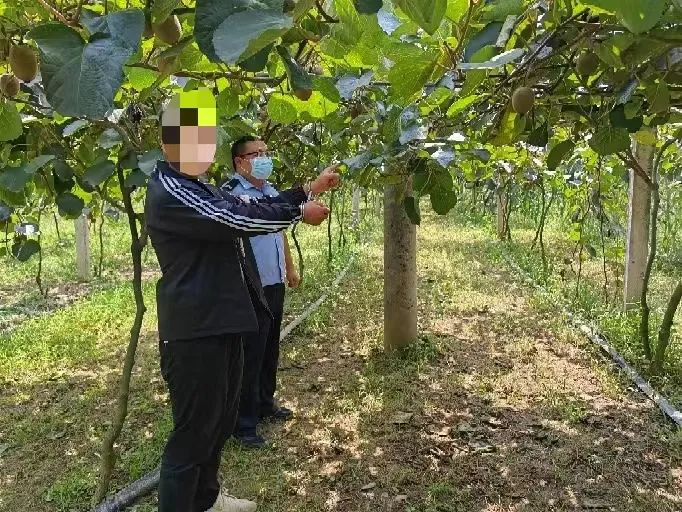 <b>果园一半猕猴桃“不翼而飞”周至公安连续作战侦破偷盗猕猴桃案</b>
