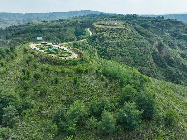 <b>沿着黄河遇见海·潮起三秦看新程 ▏延长县国家储备林为黄土地披上绿衣</b>