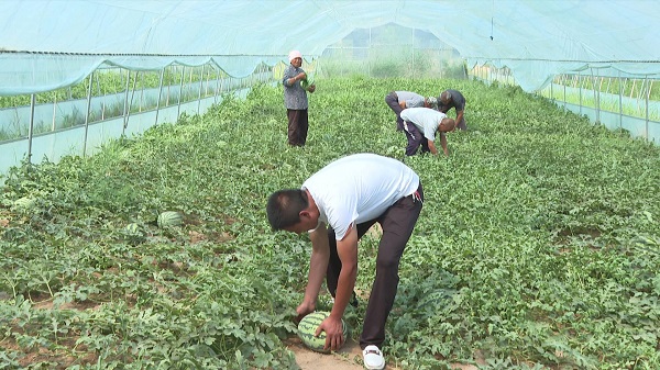 <b>府谷县 ：夯实“耕”基 让乡村振兴“地”气十足</b>