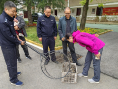 <b>国家三级保护动物豪猪被困河道 周至公安助力放归山林</b>