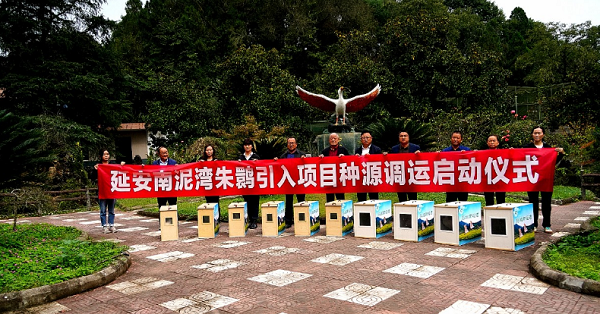 <b>“鹮回延安”汉中 20只朱鹮开启回归高寒地区保护研究新天地</b>
