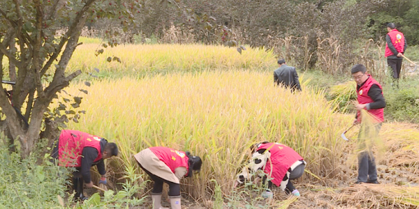 <b>汉中市佛坪县：田间好“丰”景 水稻迎丰收</b>
