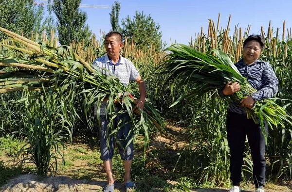 <b>为荒漠化生态修复治理探索新模式！ 榆林成功引种温热带植物菌草</b>