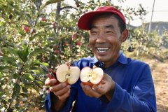 <b>乡村行 看振兴|陕西吴起：青山叠翠苹果甜</b>