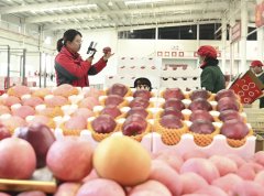 <b>产业链上看丰收——探寻一颗苹果的上市之路</b>