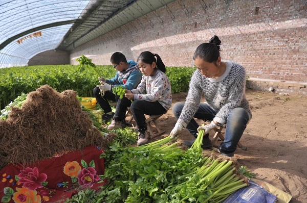 <b>榆阳区因地制宜打造伙场庭院经济—精耕庭院方寸地　巧写振兴大文章</b>