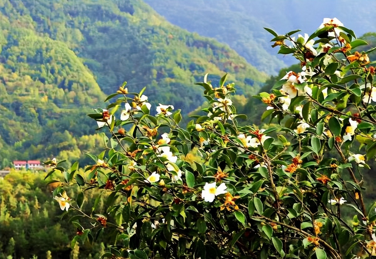 <b>汉中市宁强县汉江源油茶花开 采摘茶果促增收</b>
