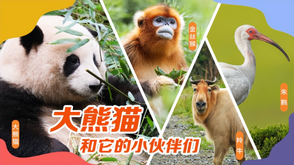 <b>“强国熊猫周3.0”缤纷启帷 带你认识汉中佛坪大熊猫和它的伙伴们</b>