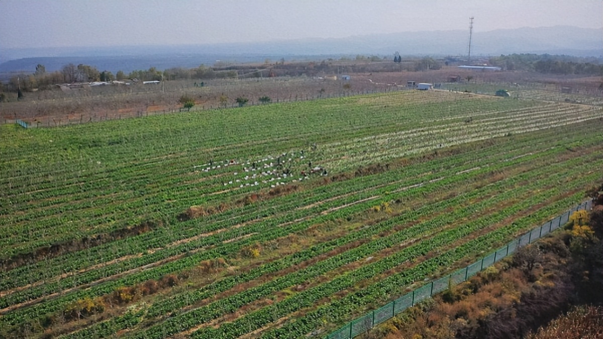 <b>铜川市印台区：“苹果+白菜”套种促增收</b>