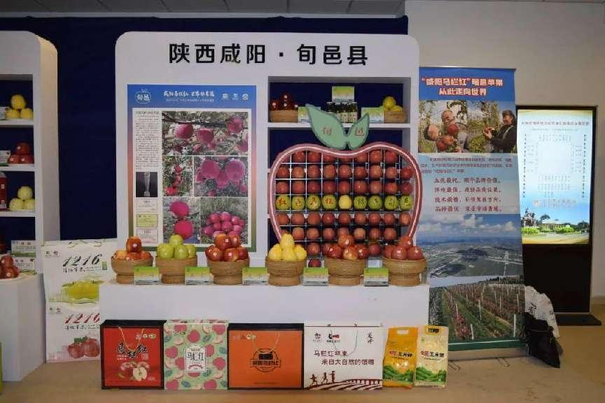 旬邑县积极发挥“咸阳马栏红”苹果发源地优势 壮大现代农业产业