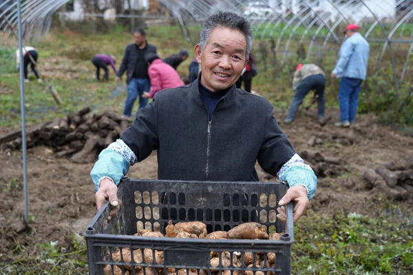 <b>汉中市略阳县：瑰宝天麻“喜出山”  </b>
