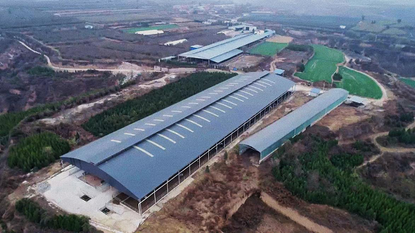 <b>铜川市印台区：发展奶牛养殖 助力乡村振兴  </b>