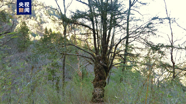 <b>黄柏塬保护区发现目前陕西海拔分布最高红豆杉植株</b>