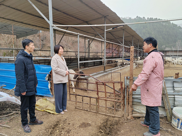 <b>商洛市商州区麻街镇：羊圈里共谋“致富经”  </b>