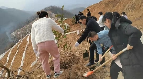 <b>商洛市商南县湘河社区举办主题党日活动共筑绿色茶山  </b>