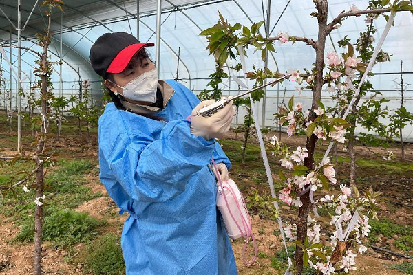 <b>铜川市印台区50亩大棚樱桃花开 绽放乡村致富好前景</b>