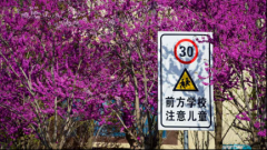 紫荆花海上线！在西咸新区秦汉新城赴一场繁花之约