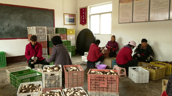 <b>渭南市白水县：羊肚菌种出春日好“丰”景  扎下乡村振兴致富根  </b>