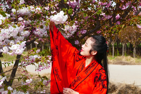 <b>出游正当时 2024汉阳陵“汉风无极·樱花艺术节”来了</b>