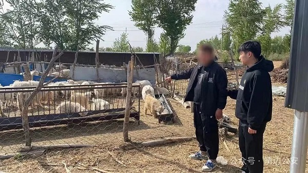 <b>靖边县公安局成功破获一起系列盗窃羊子案      涉案金额6万余元</b>