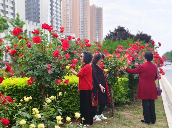 <b>铜川市：城市绿化“靓”出新颜值 市民结伴打卡月季花海</b>