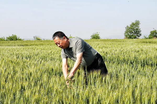 <b>铜川市印台区：掌握“农业芯片” 做好印台的麦田“守护者”</b>