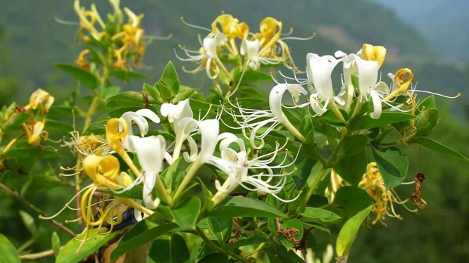 <b>汉中宁强县金银花种植  靓了乡村富了民  </b>