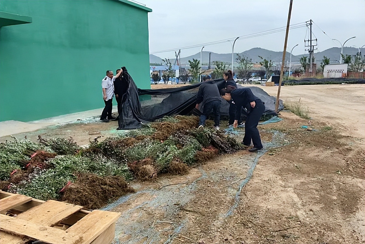 <b>延安市宝塔区：从重查处一起连续违规调运绿化苗木案件</b>