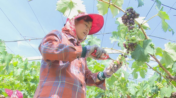 <b>铜川市耀州区:瓜果飘香产业旺“甜蜜经济”助振兴</b>