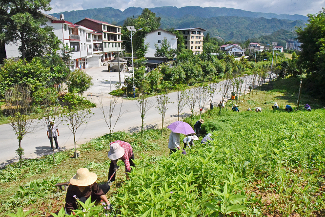 <b>汉中市宁强县蒲丁路奏响乡村振兴“协奏曲”</b>