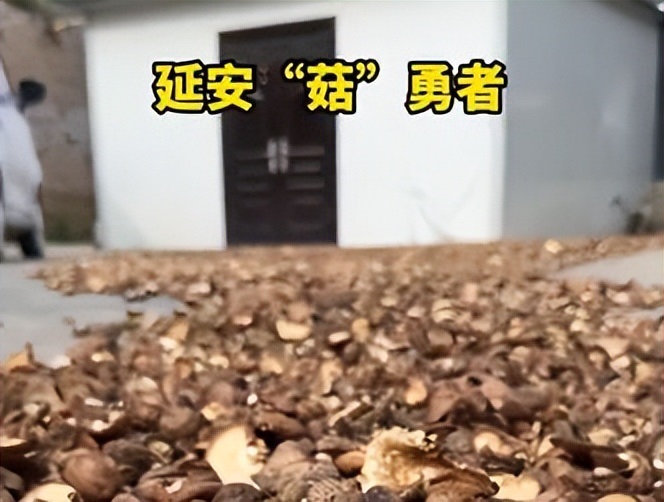 <b>延安“菇”勇者的蜕变</b>