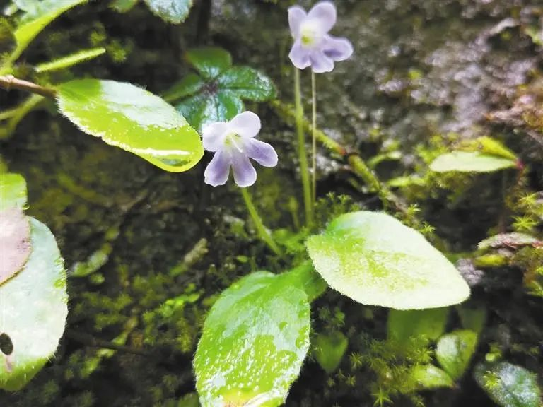 <b>汉中现有野生秦岭石蝴蝶近1.2万株</b>
