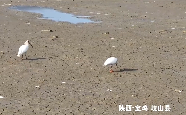 <b>十余只朱鹮现身宝鸡岐山县 系当地首次监测到朱鹮成群出现</b>