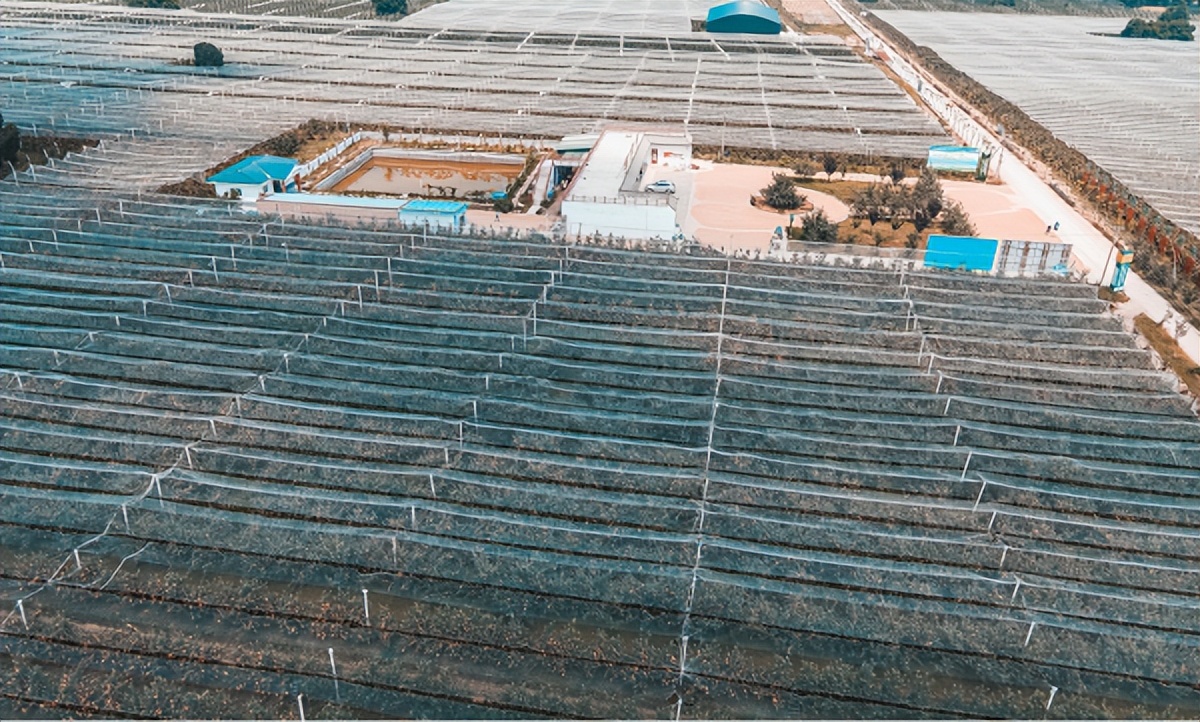 <b>渭南市白水县：苏陕协作助果“行”</b>
