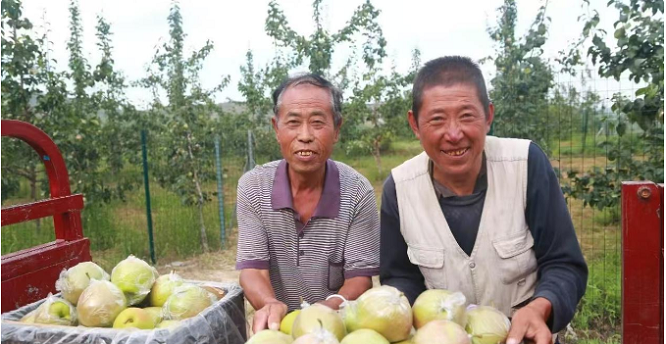 <b>“吴堡青梨”获评陕西省“最具成长潜力商标”  </b>