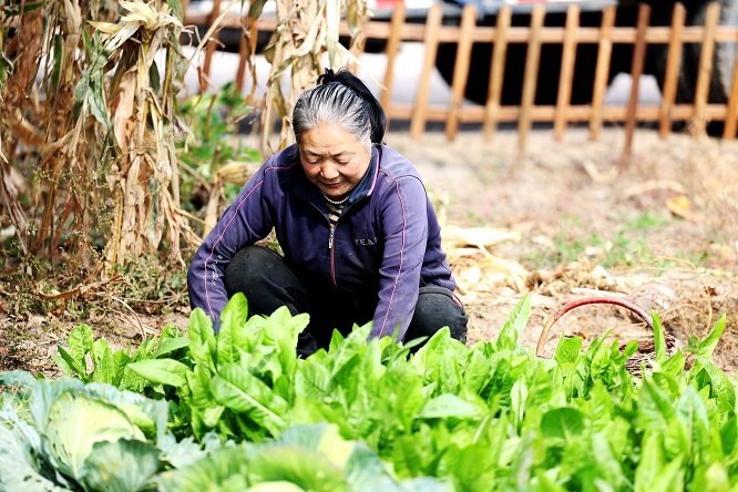 <b>榆林市府谷县庙沟门镇：“小美”庭院 串起“大美”乡村  </b>