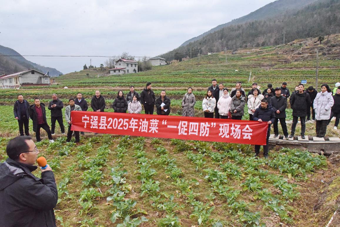 <b>汉中市宁强县农业农村局召开油菜一促四防现场会</b>