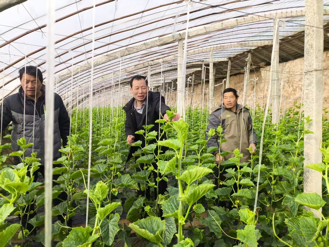 <b>新春走基层 | 渭南市白水县：产业园里农事忙 奏响增收新乐章</b>